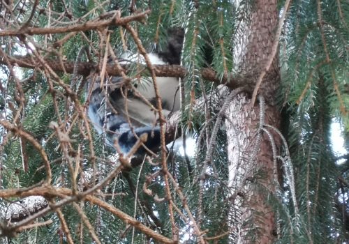 Einsatz THL Tierrettung